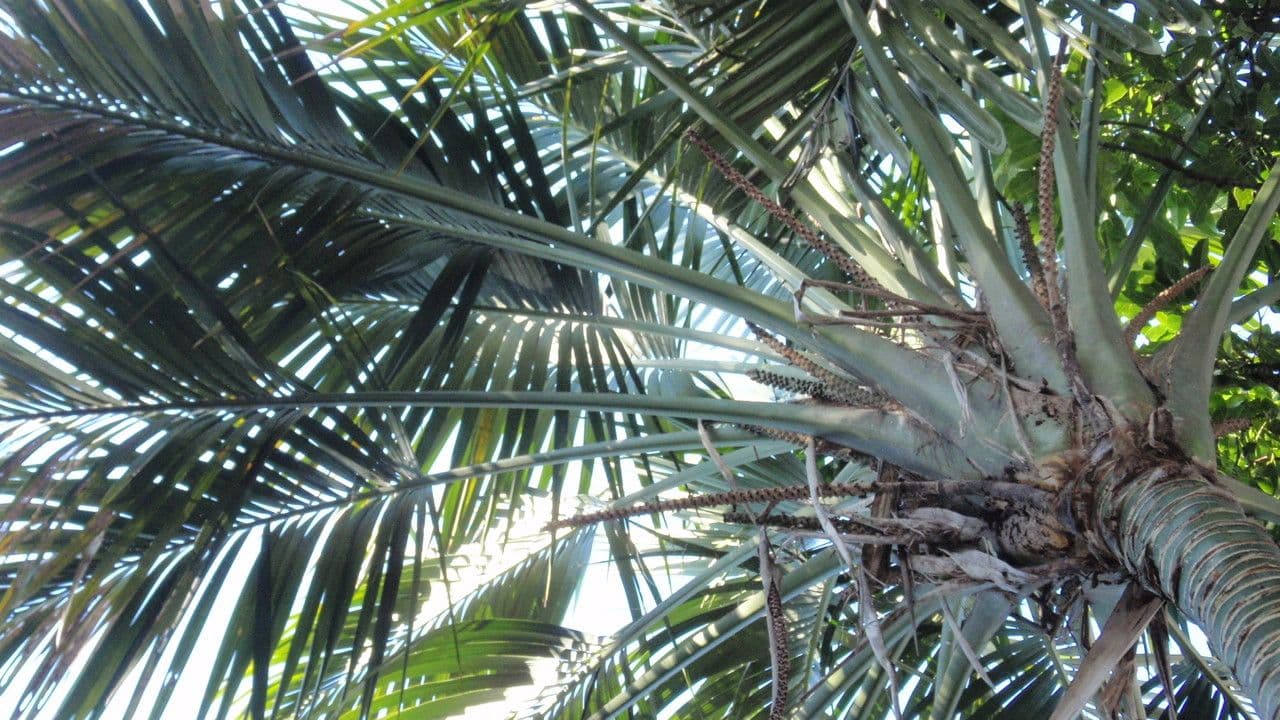 Howea 3