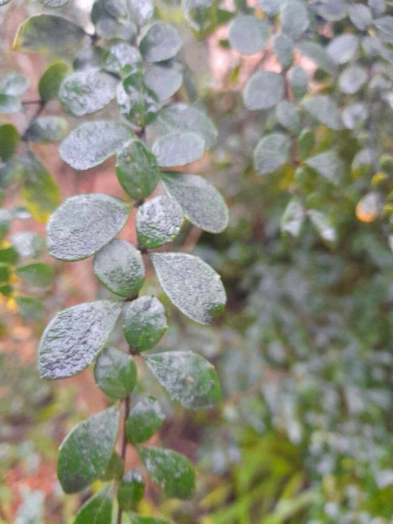 Azara microphylla 7