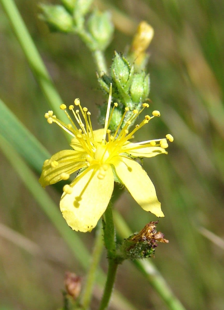 Filziges Johanniskraut 3
