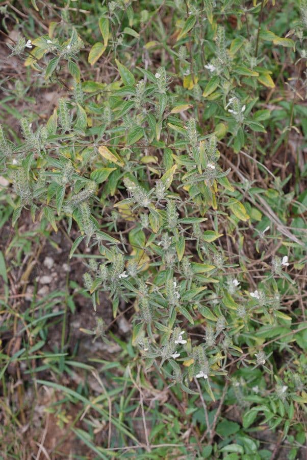 Tetramerium 6