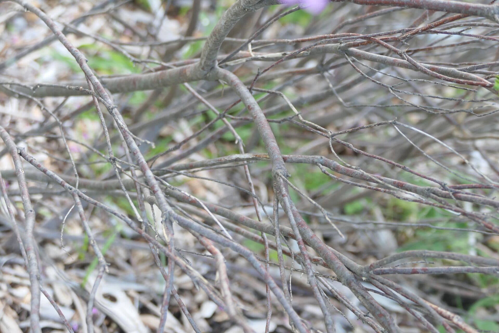 Acmadenia 4