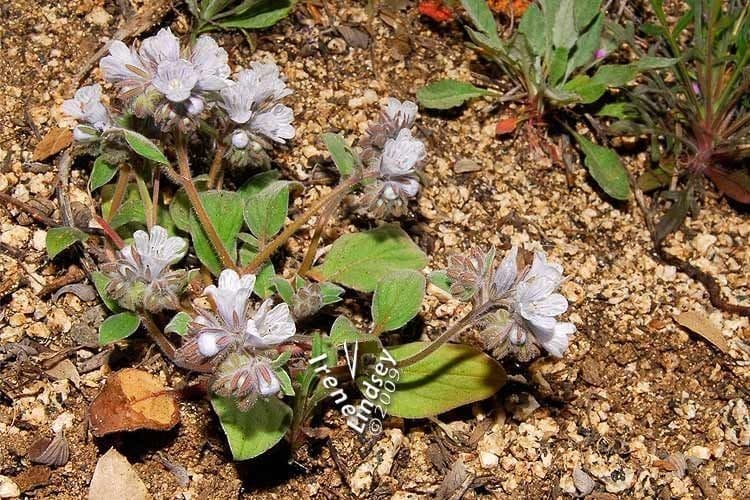 Phacelia 7