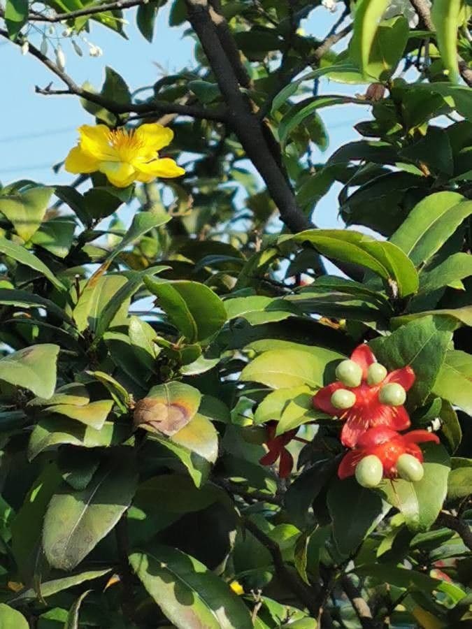 Ochna serrulata 28