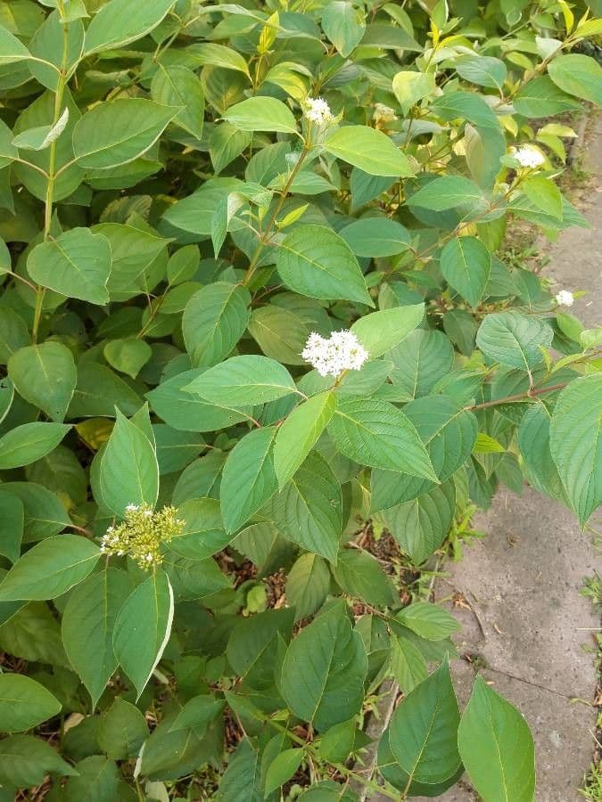 Svída výběžkatá 7