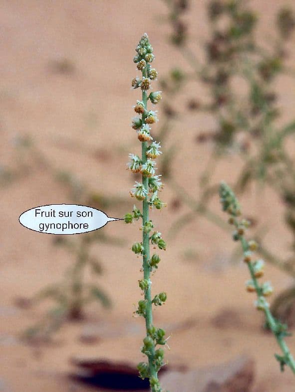 Caylusea hexagyna