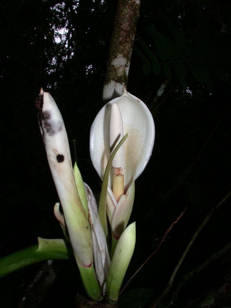 Filodendro tripartito 7