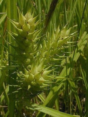Hopfensegge 2