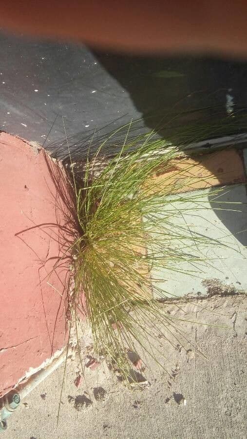 Fimbristylis 7