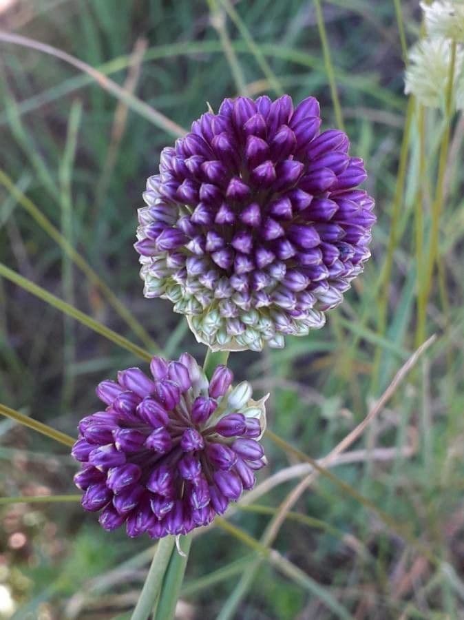 Aglio testatonda 9