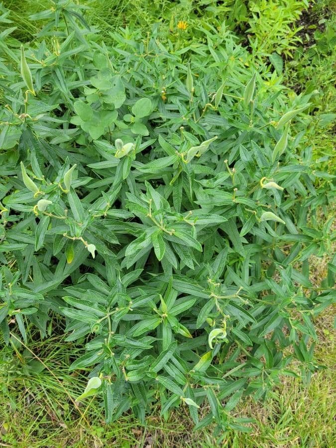 Asclepiade tuberosa 15