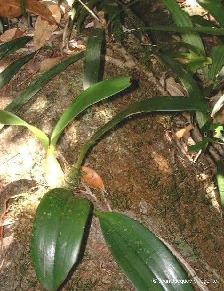 Dendrobium 8