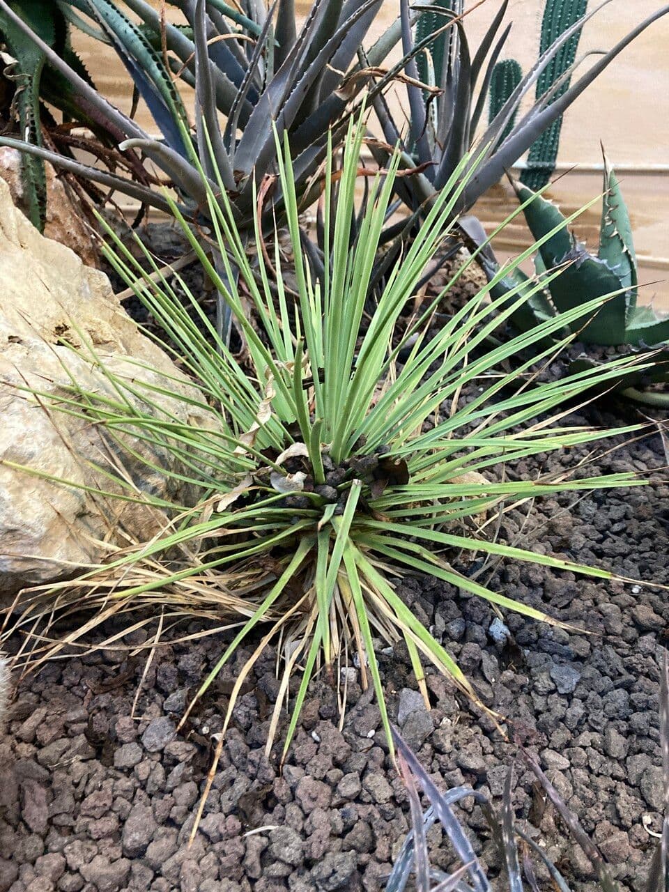 Agave 5