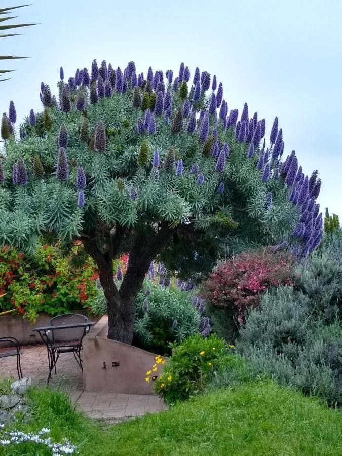 Echium di Madeira 6