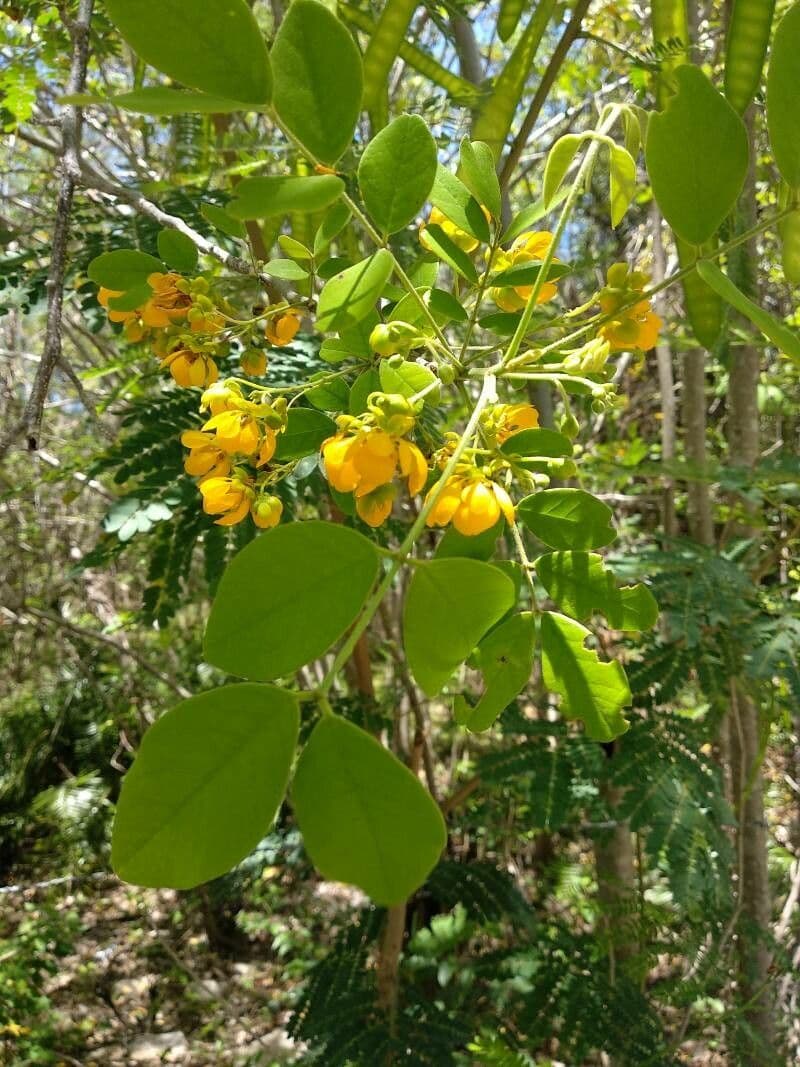 Sena atomaria 7