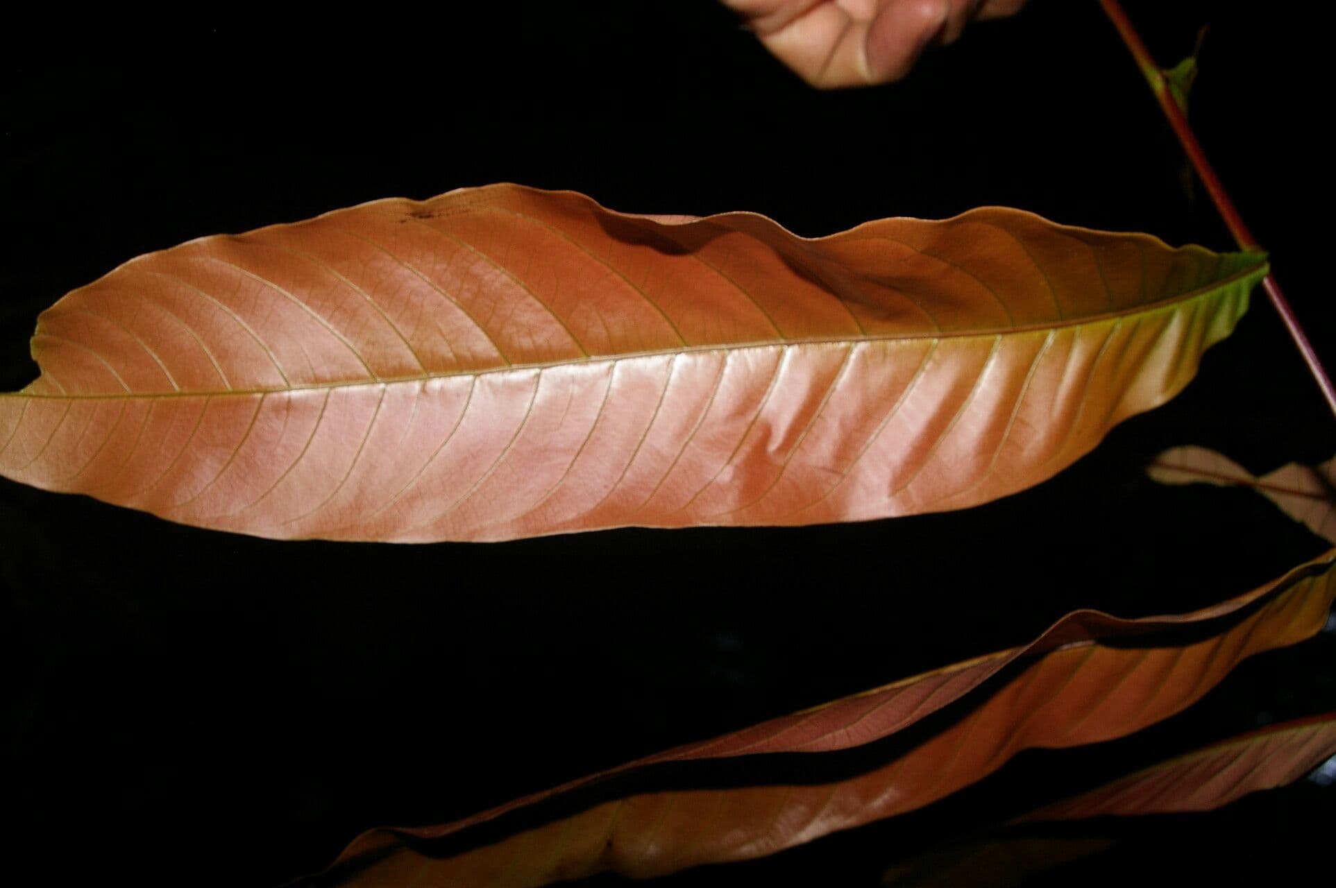 Oreomunnea 3