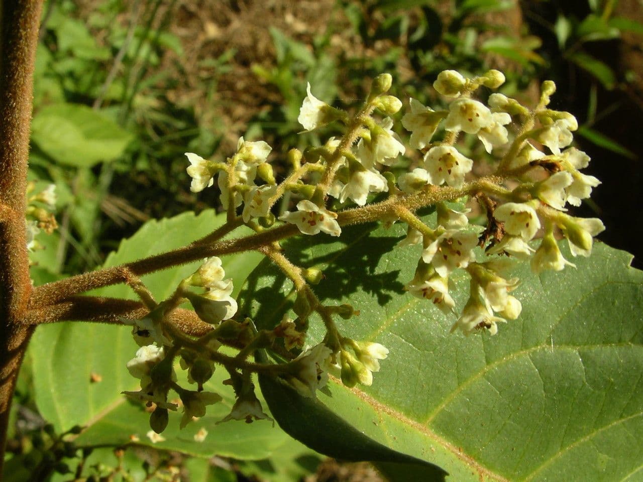Maesa