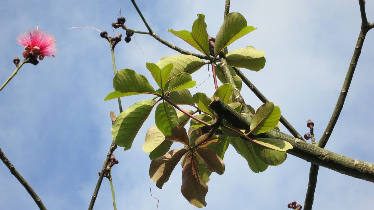 Pseudobombax ellipticum 26
