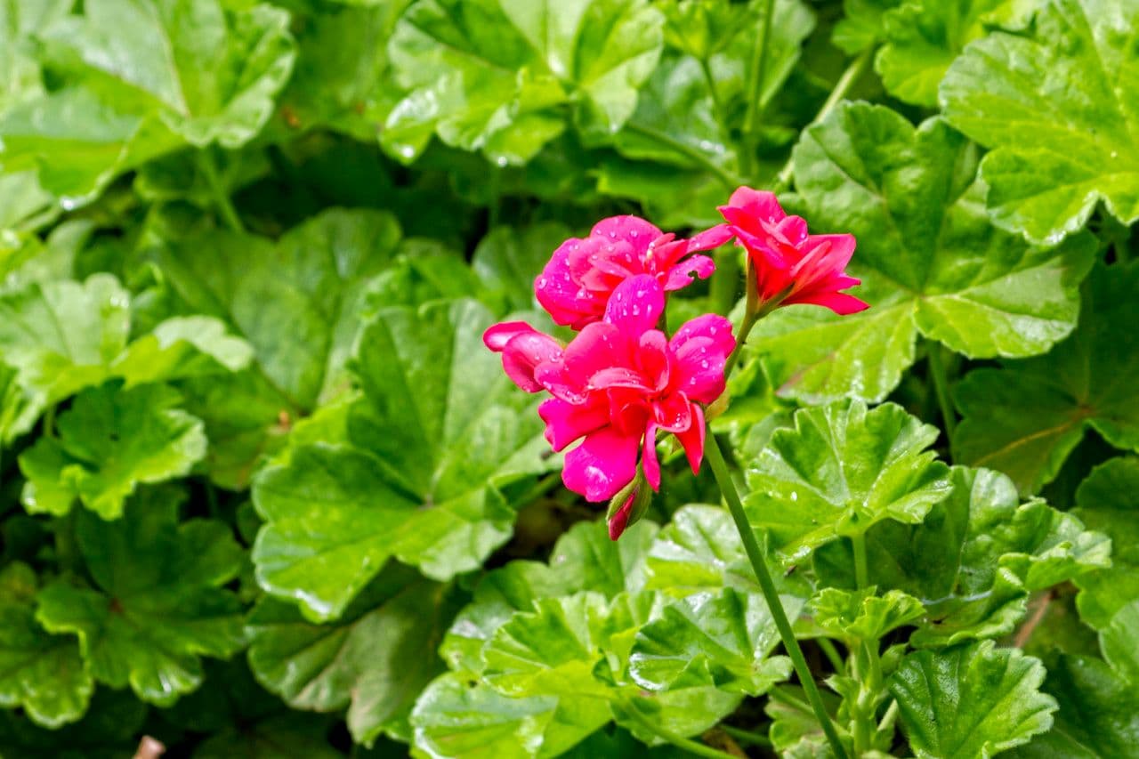 Geranium