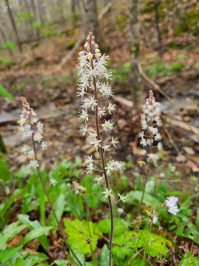 Schaumblüte 6