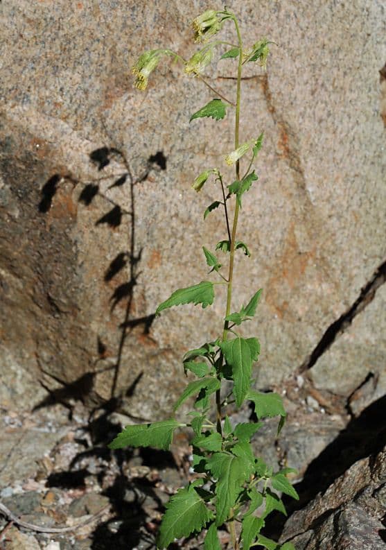 Brickellia grandiflora 6