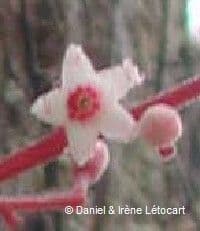 Acropogon 6