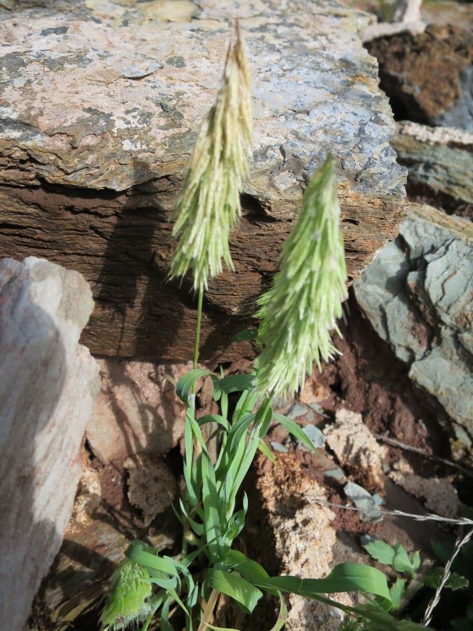 Lamarckia dorata 12