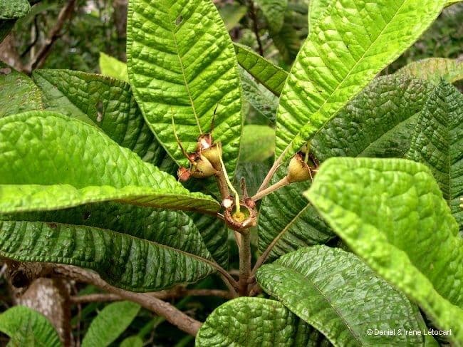 Pleurocalyptus 10