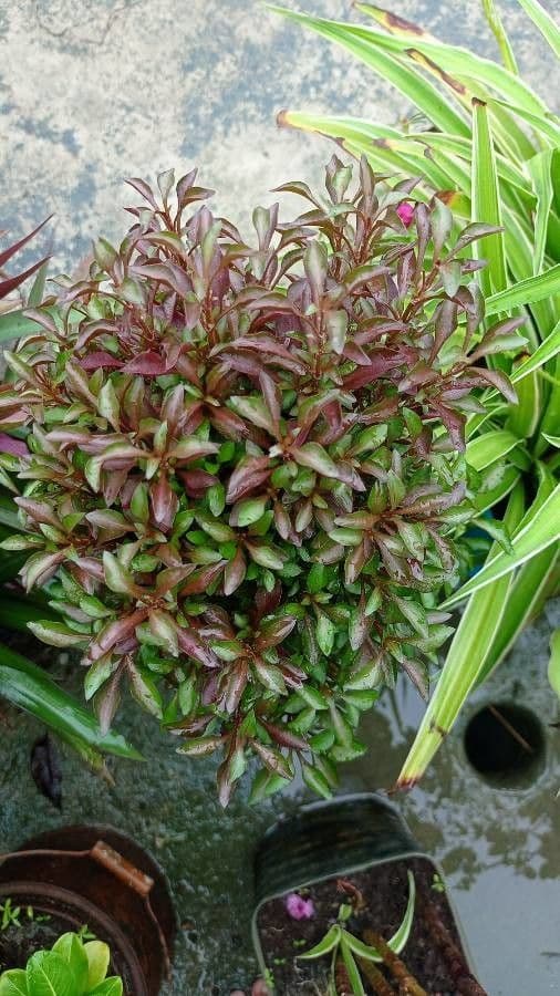 Bettzick-Blume 15