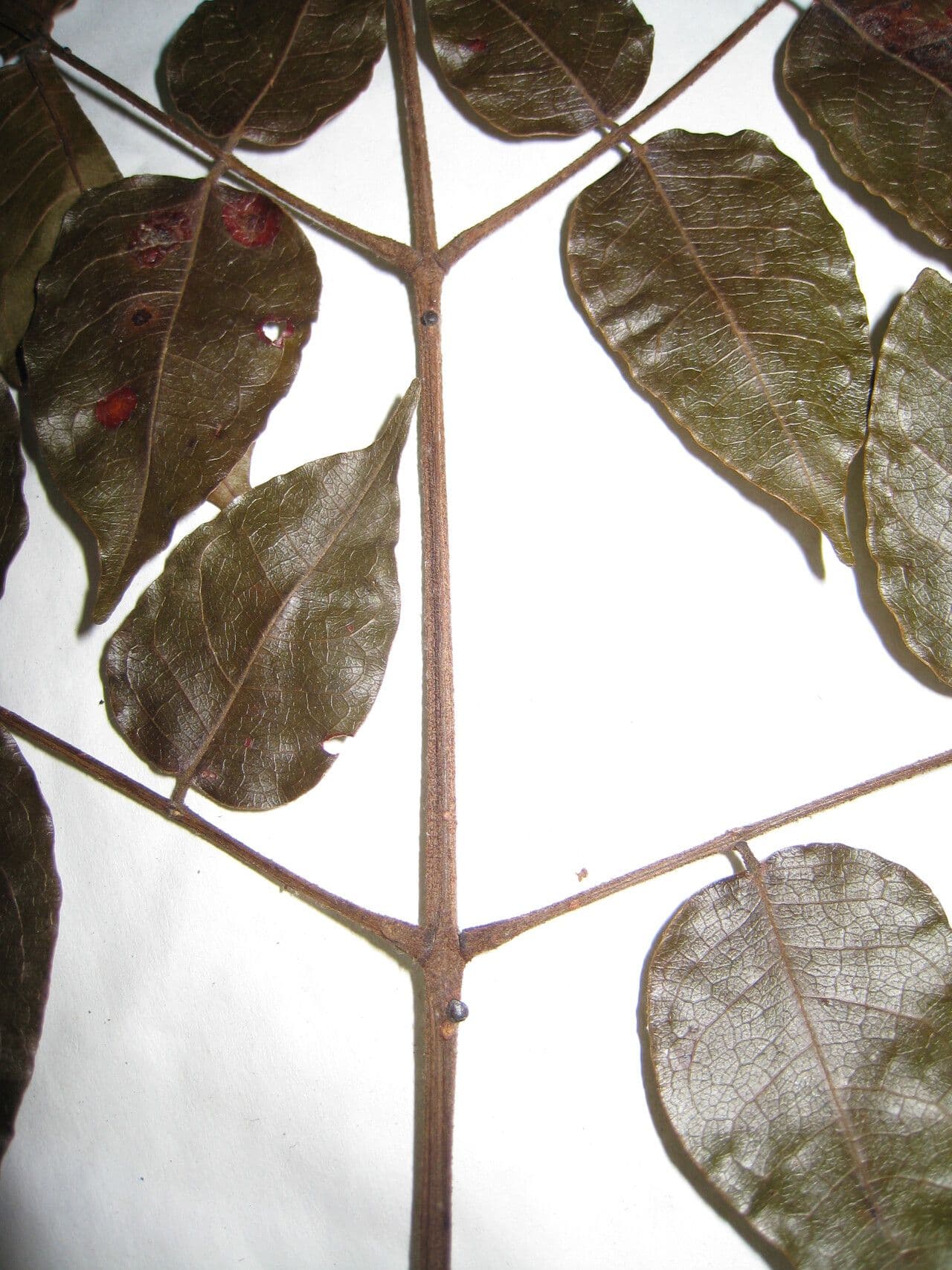 Stryphnodendron polistachico 2