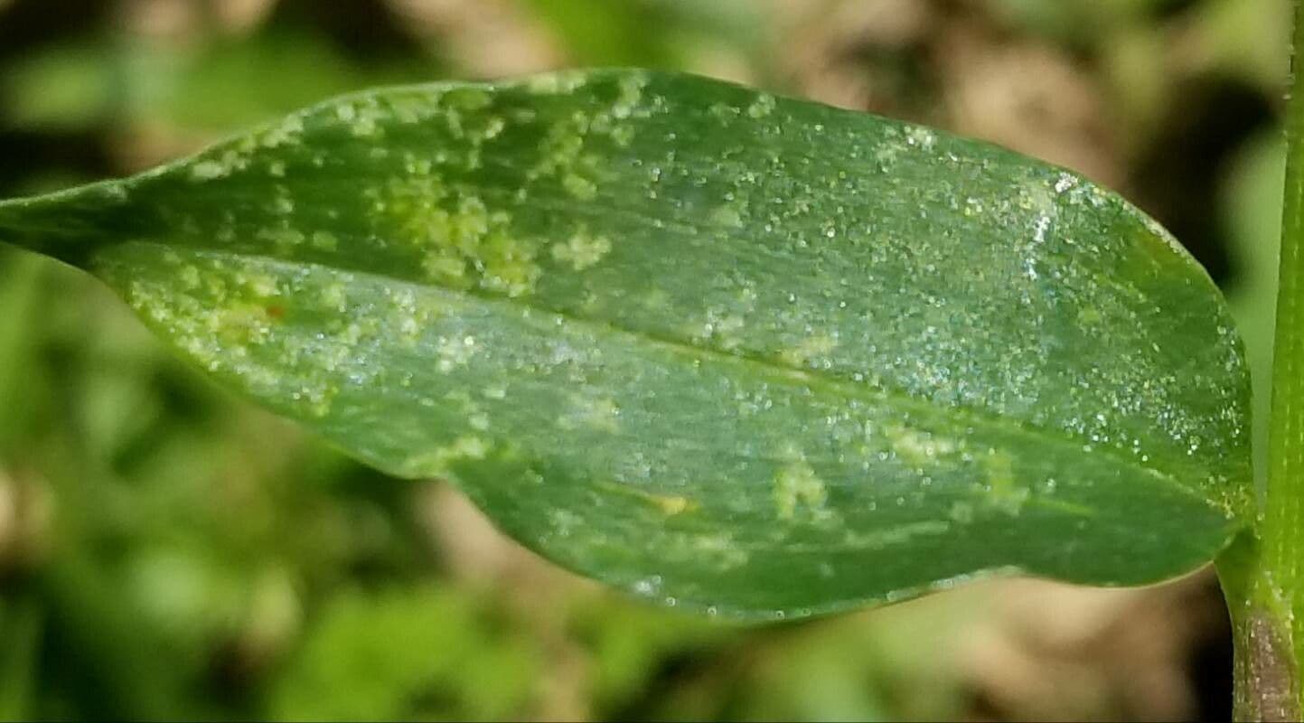 Erba antiscorbuto blu 6