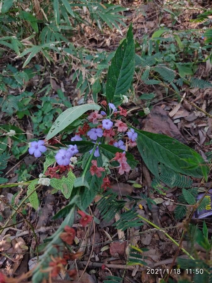 Eranthemum 6