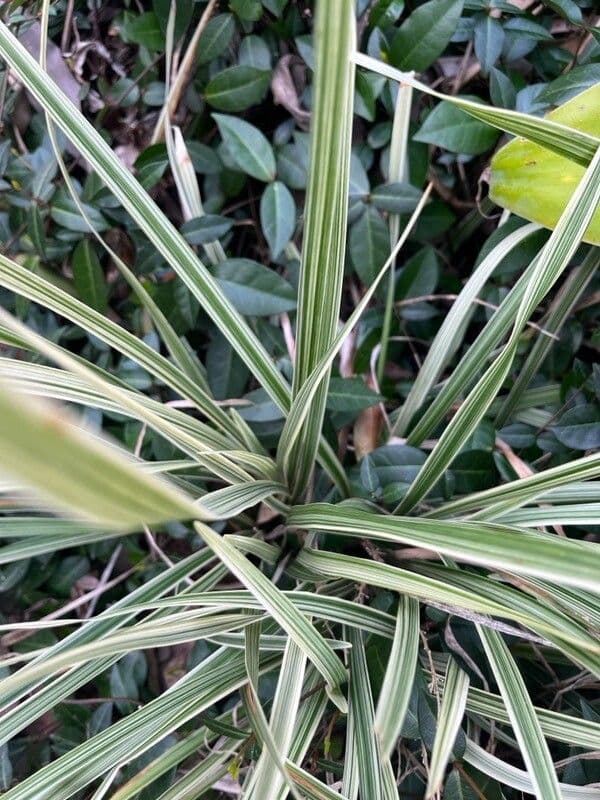 Liriope spicata 11