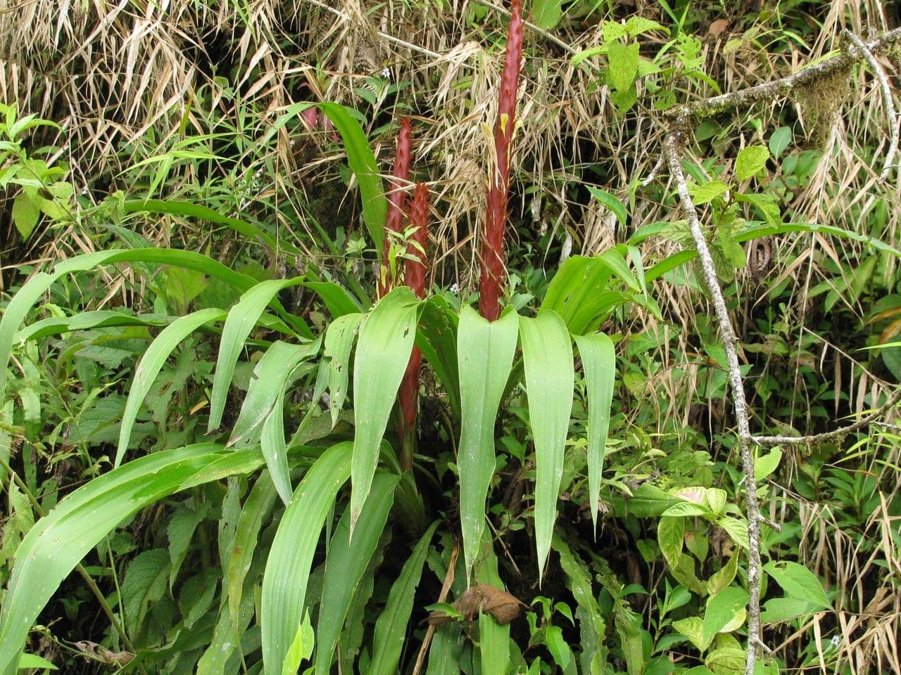 Überlappende Pitcairnia 6