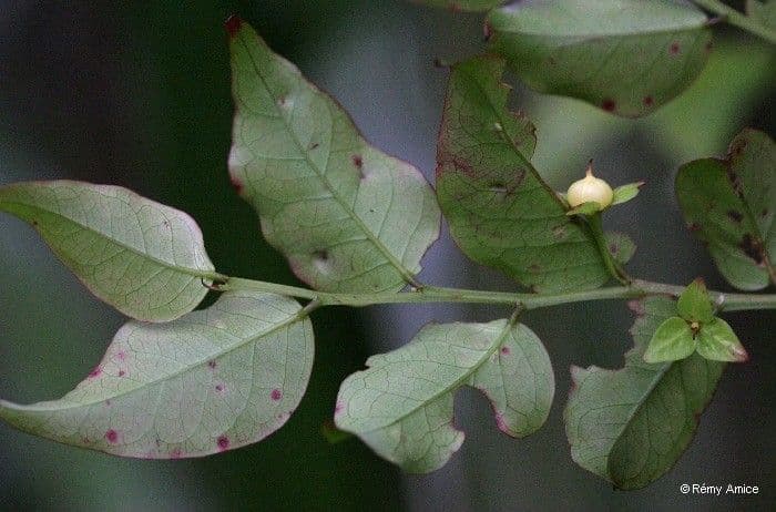 Phyllanthus 4