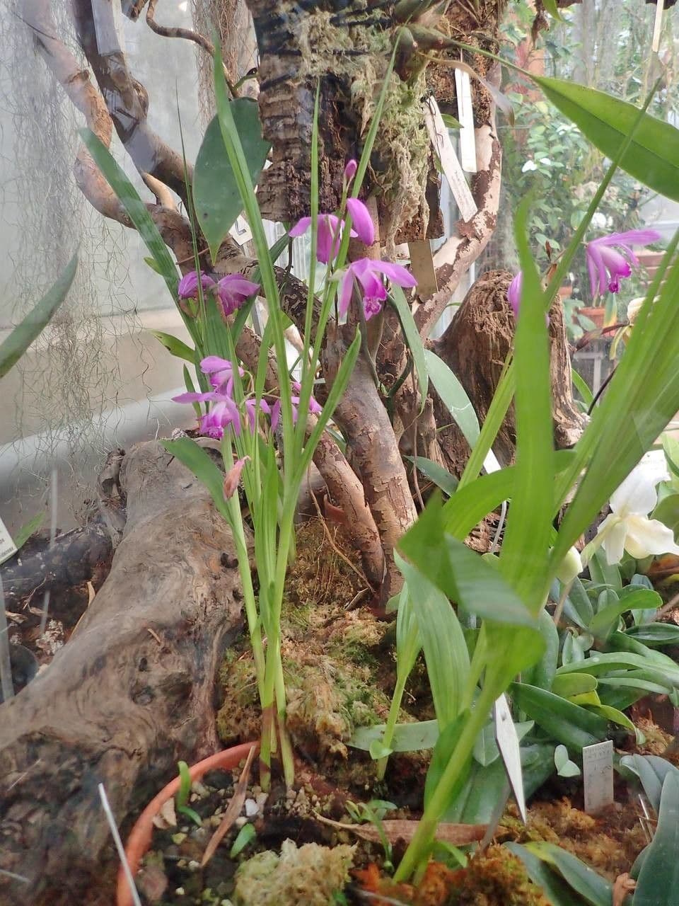 Bletilla striata 11