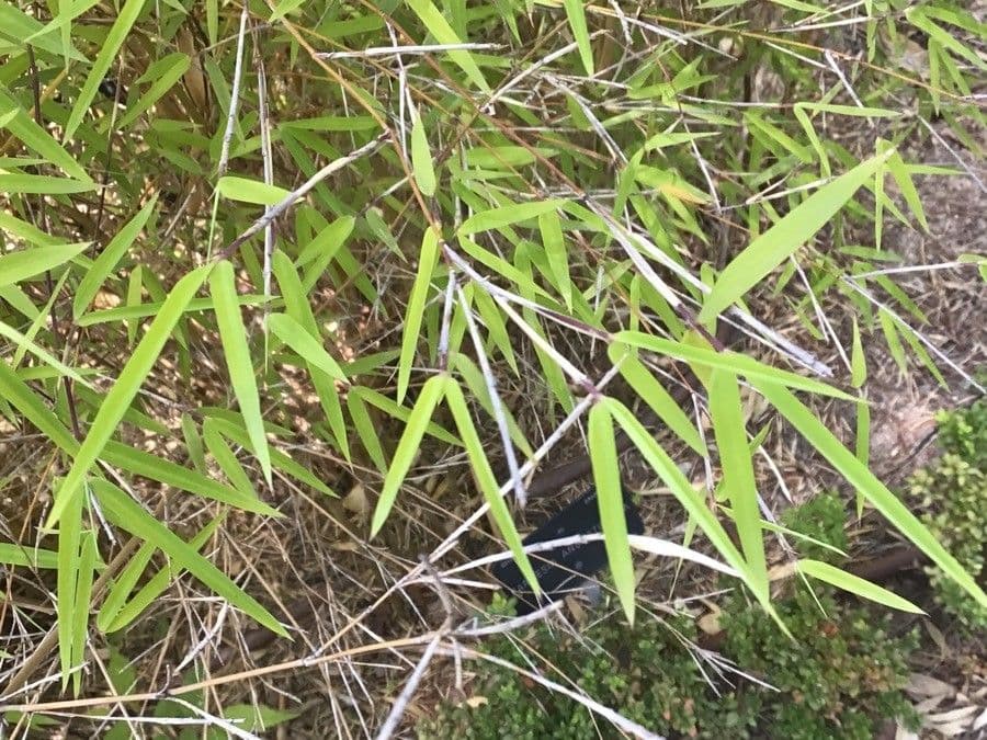 Fargesia ferax