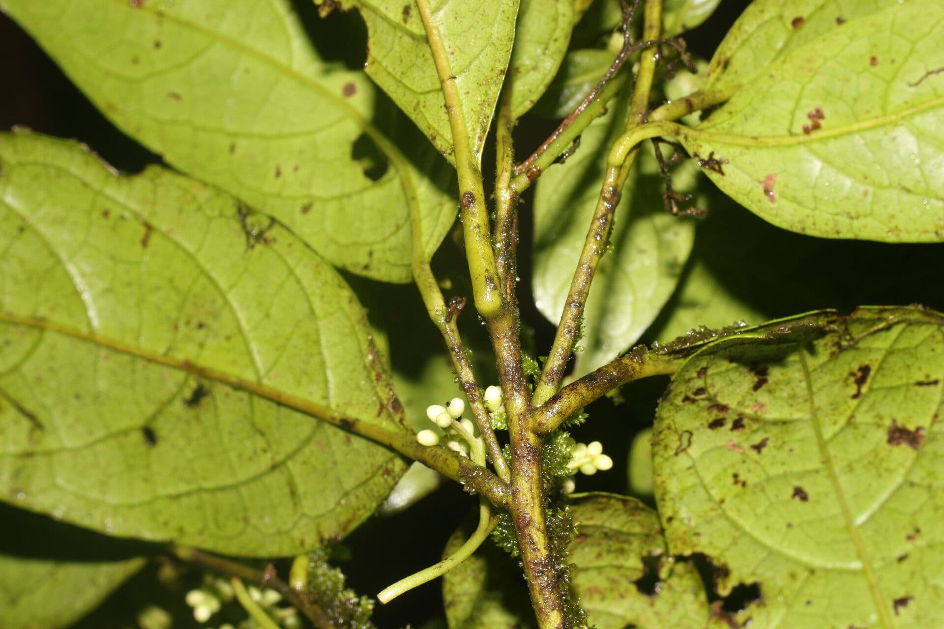 Cordia 5