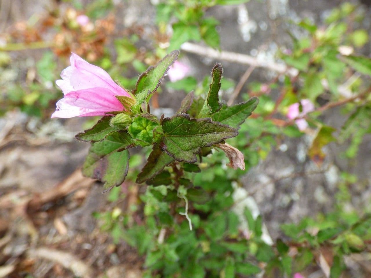 Pavonia columella 10