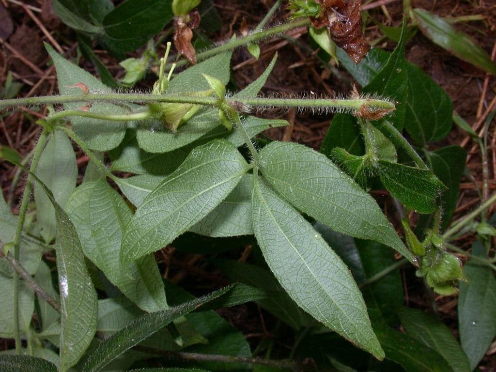 Dalechampia 10