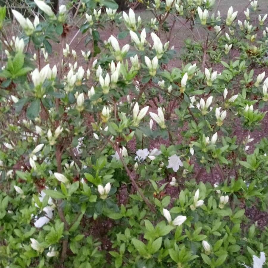 Azalea dolce 2