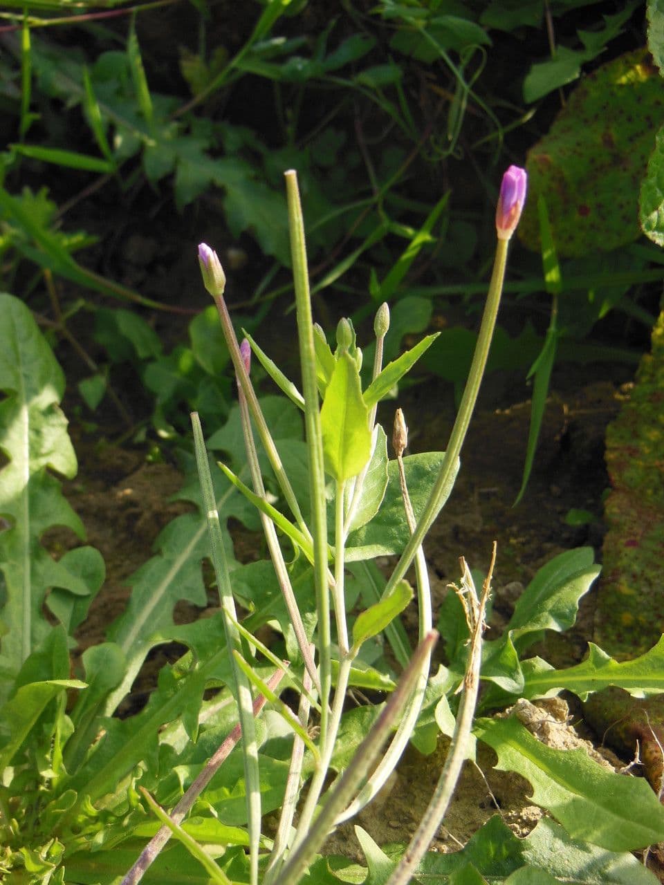 Epilobium lanceolatum 14