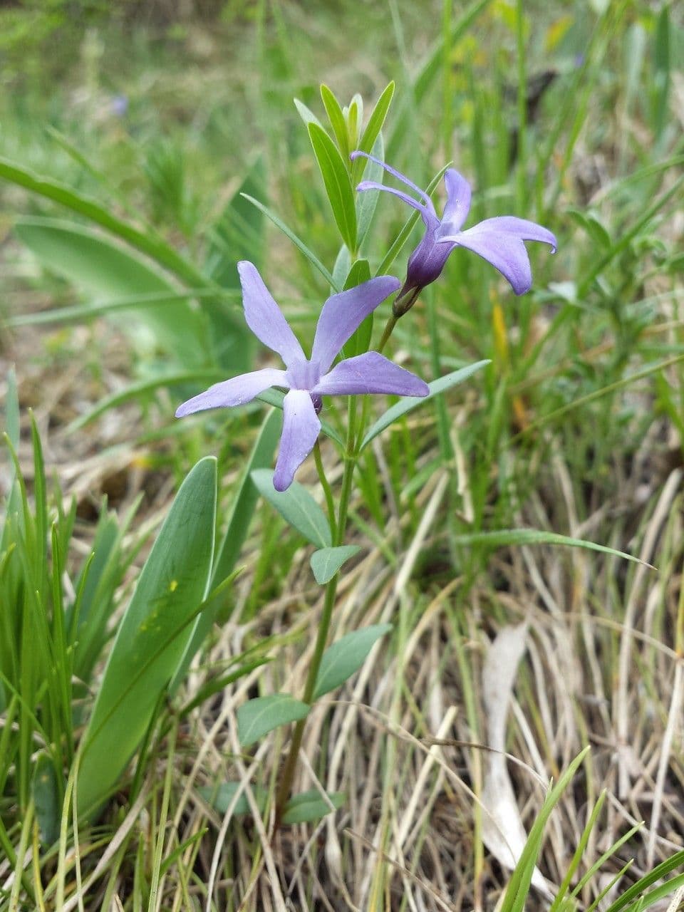Pervinca erbacea 7