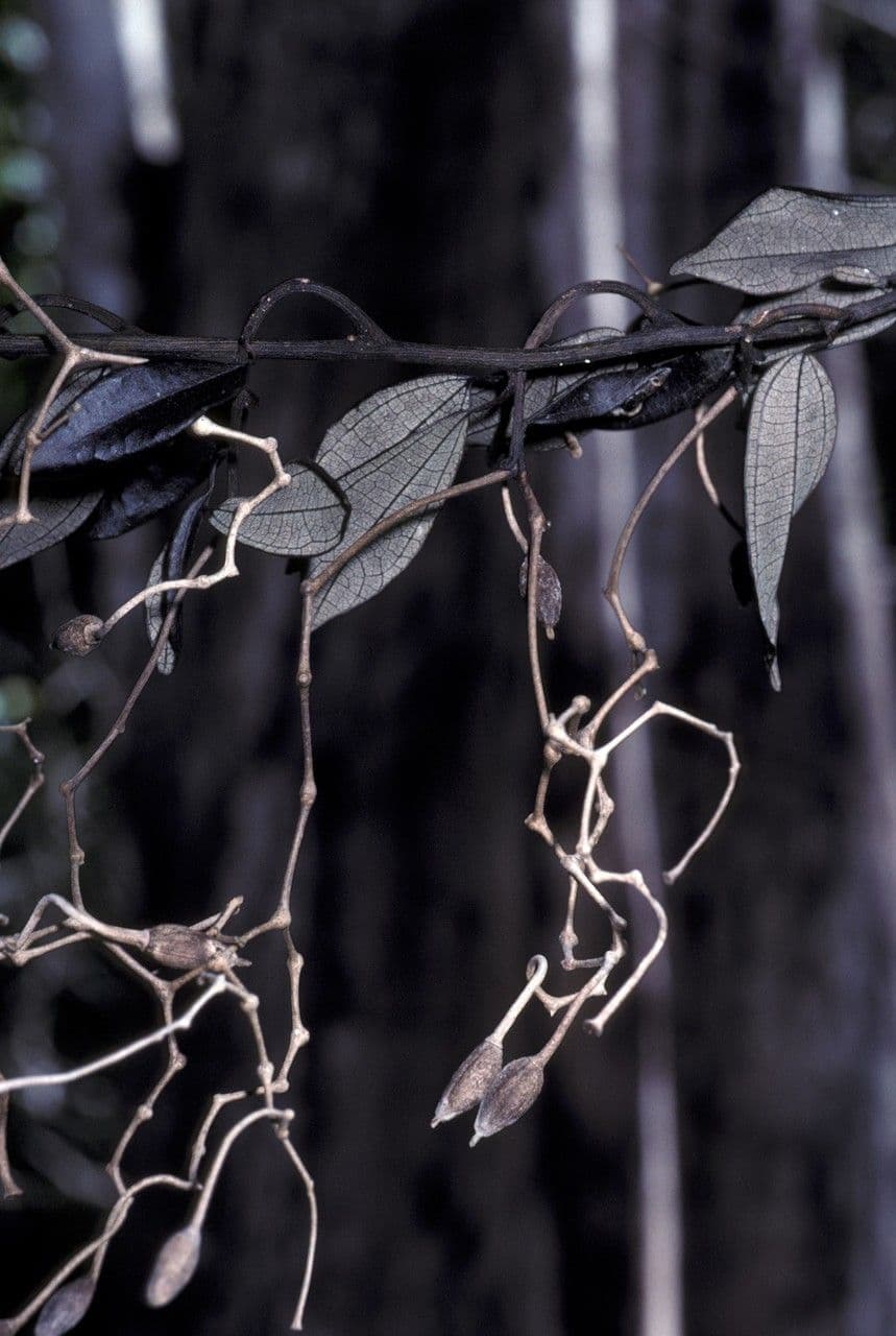 Sparattanthelium 2