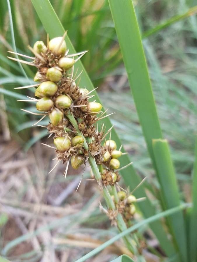 Lomandra 3