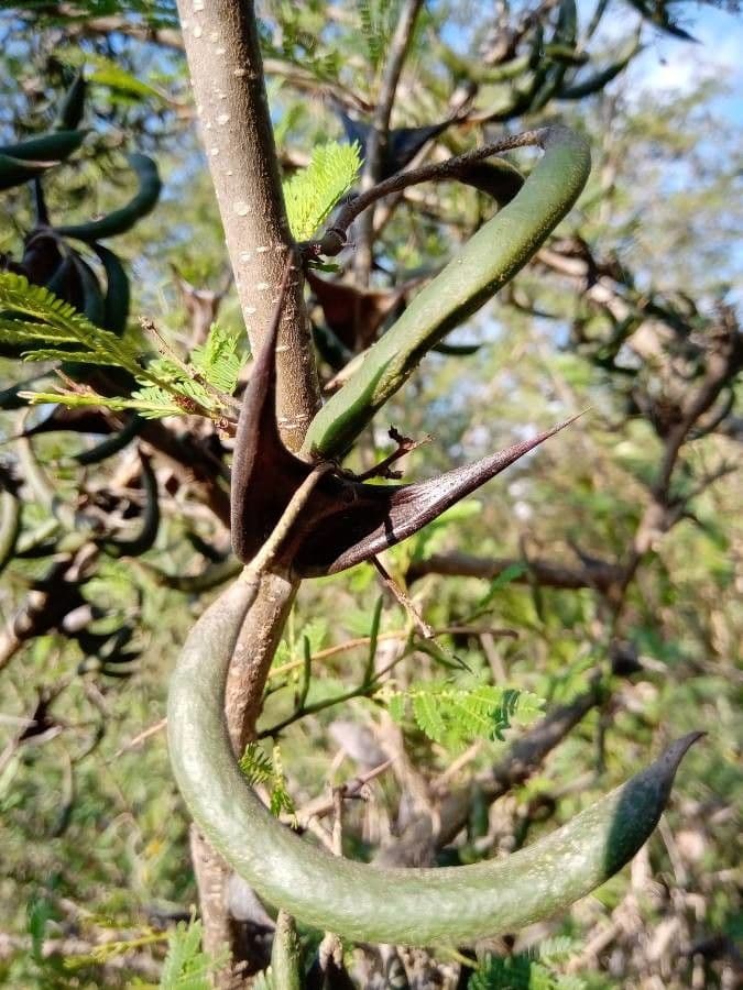 Acacia cornuta 17