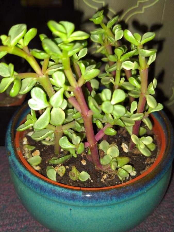 Portulacaria afra 25