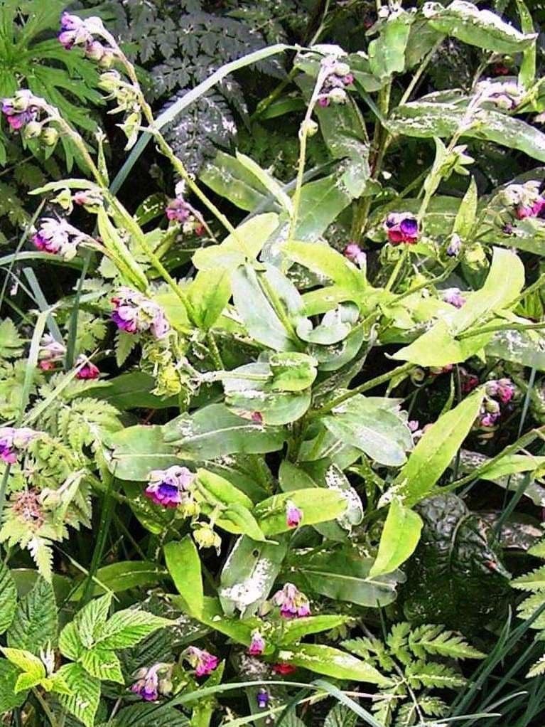 Cynoglossum dioscoridis 13