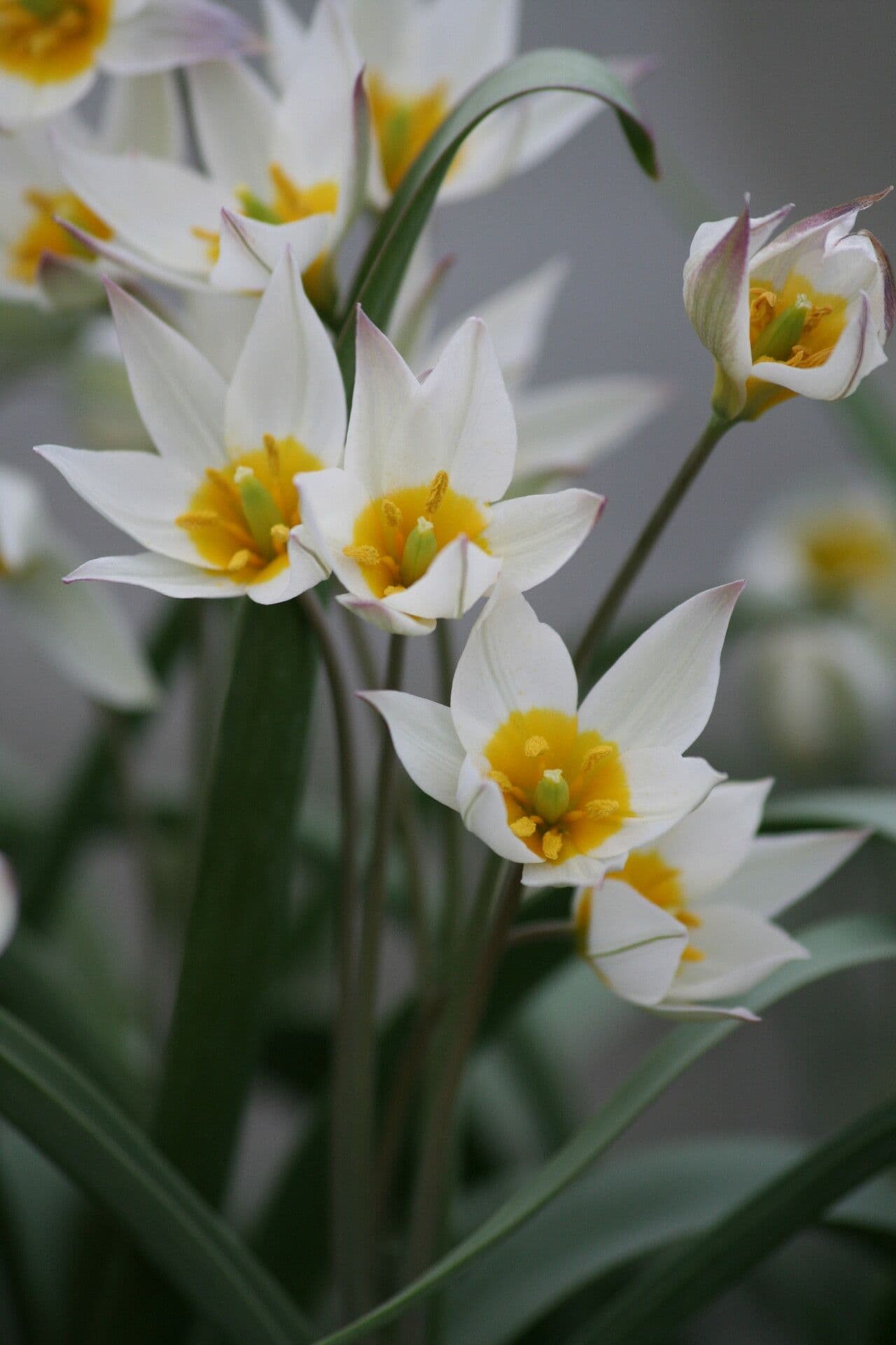 Tulipano bifloro 4