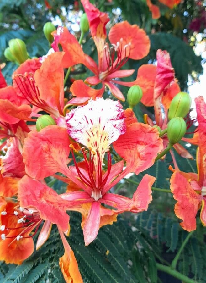 Flamboyant 10