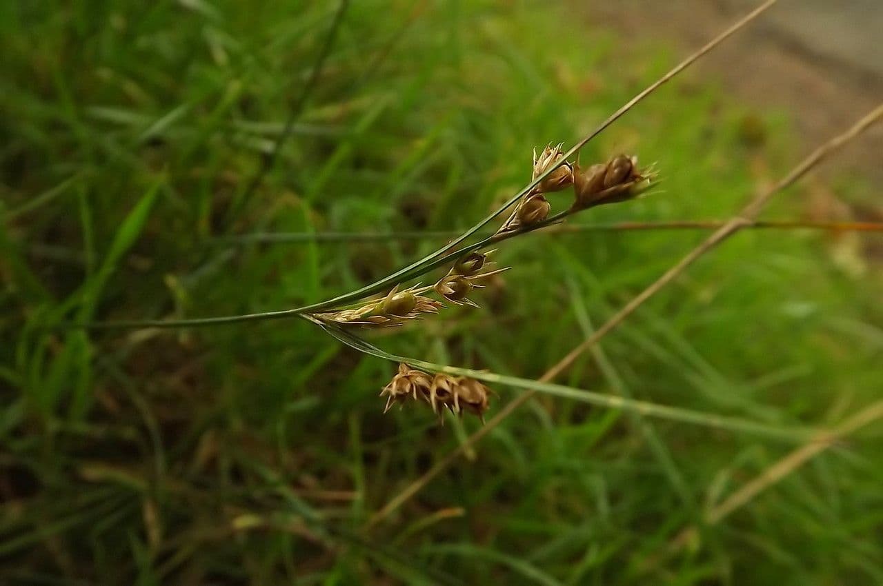 Giunco esile 4